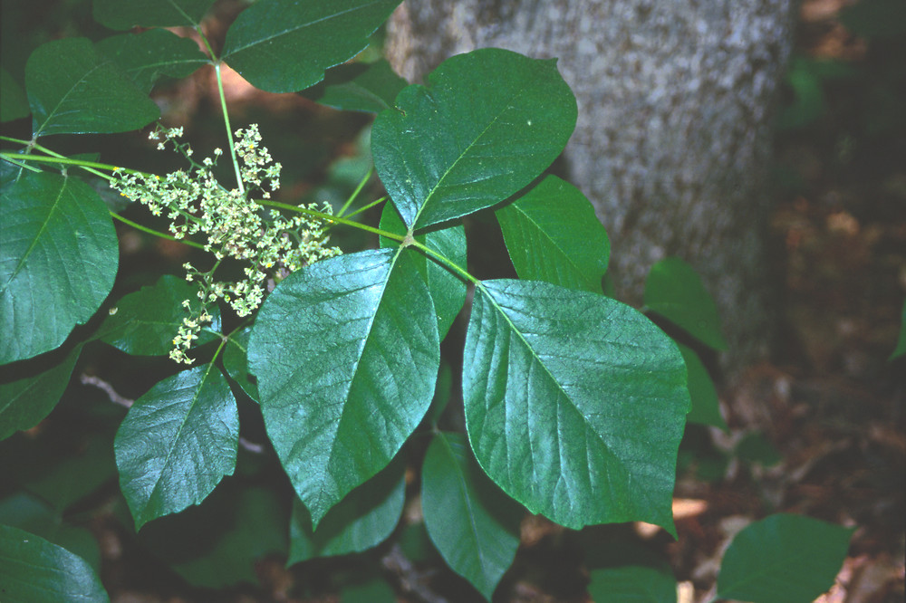 <p>poison ivy, Toxicodendron radicans, Anacardiaceae</p>