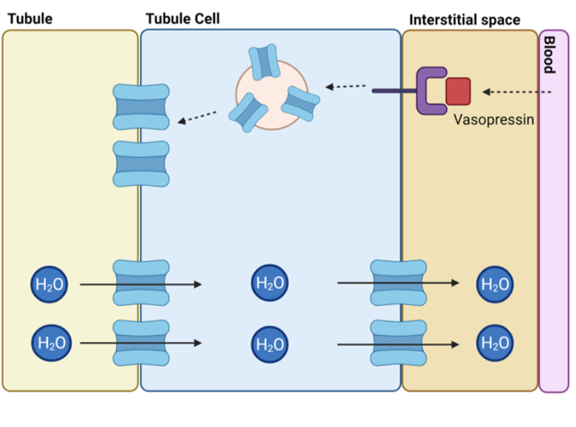 <p>explain the function of vasopressin in water reabsorption </p>