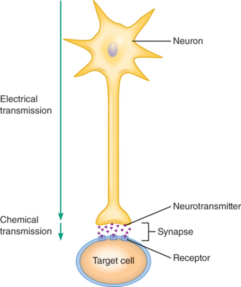 <p>nervous system (is instantaneous)</p><p>1- Neurons and supporting cells are found in the CNS(central nervous system) and PNS ( peripheral nervous system)</p><p>2- A particular neuron can span a long distance.</p><p>3- Transmit electrical signals down the length of their axon; and at the axon terminals it turns into a chemical signal (which is usually a neurotransmitters).</p><p>4-Is fast communication (but its effects last only short time).</p>