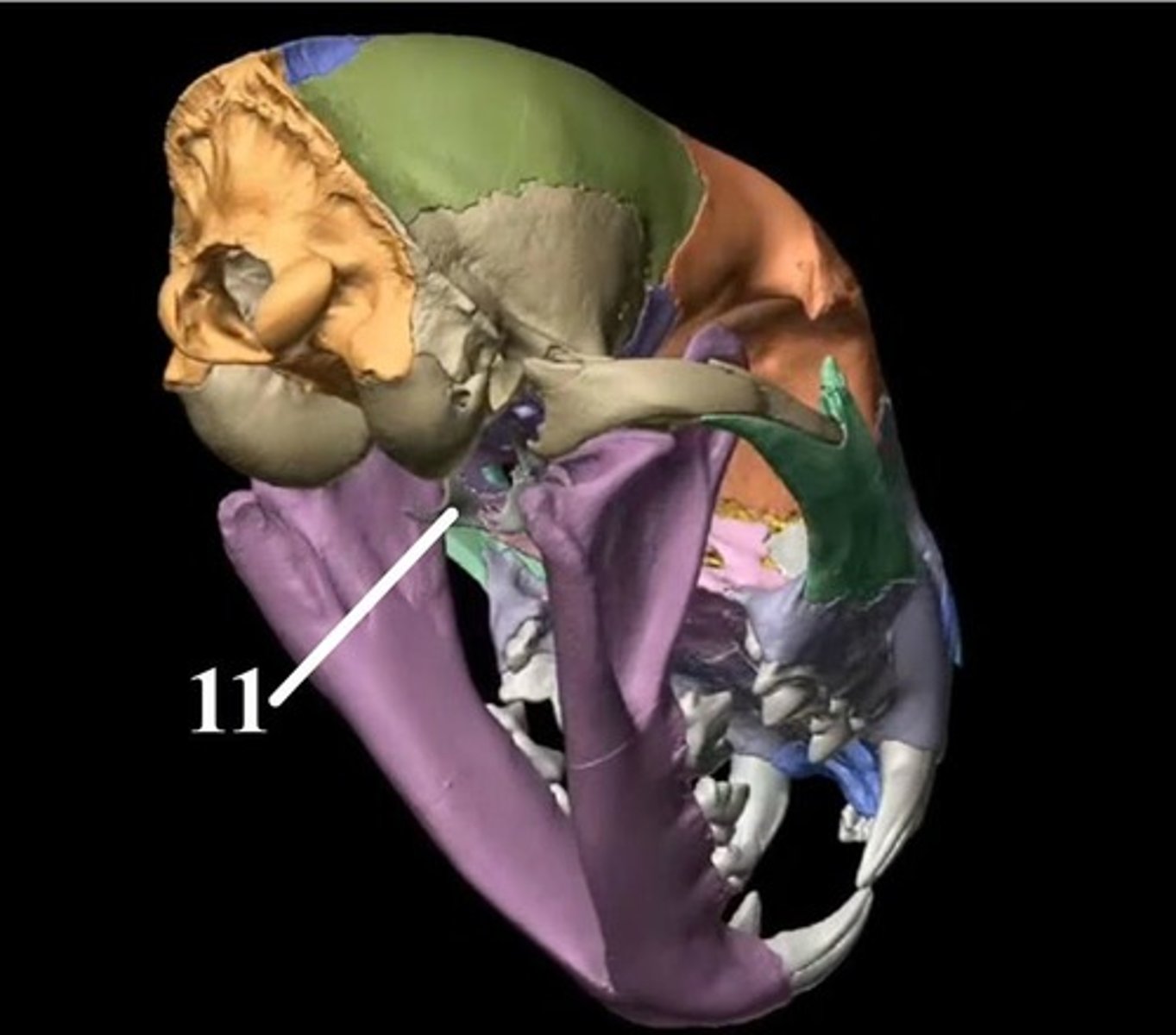 <p>11</p>