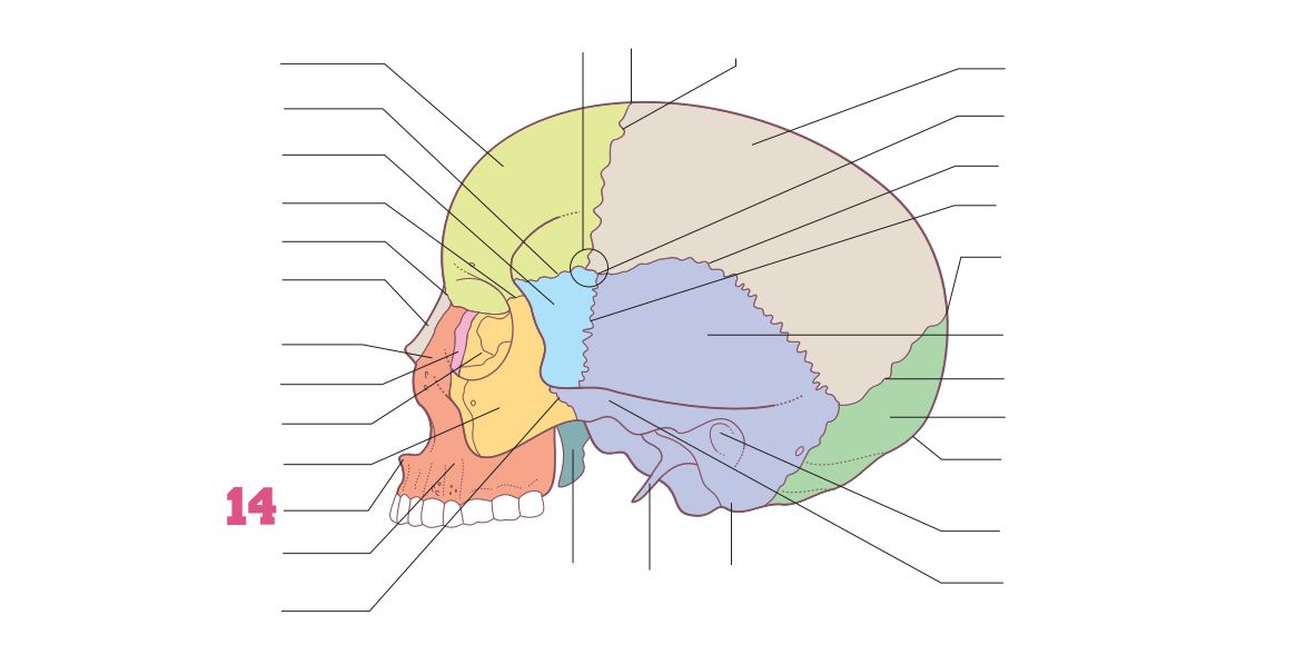 <p>14</p>