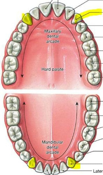knowt flashcard image