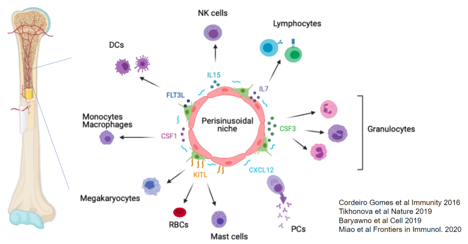 <ul><li><p><strong>Bone Marrow Niche:</strong> Supported by MSCs and endothelial cells, providing essential cytokines for immune cell generation.</p></li><li><p><strong>Central Cytokine Location:</strong> Ensures HSCs and progenitors encounter necessary signals in one spot, forming “islands” of hematopoiesis.</p></li><li><p><strong>CXCL12 Role:</strong> Produced locally to retain HSCs in the bone marrow through its receptor, CXCR4.</p></li><li><p><strong>CXCR4 Inhibition:</strong> Mobilizes HSCs into the bloodstream for easier collection, aiding bone marrow transplants without extraction.</p></li></ul><p></p>