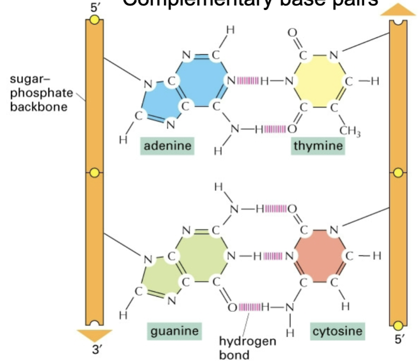<ul><li><p>purine/pyrimidine base pairs</p></li><li><p>A - T</p><ul><li><p>2 H bonds</p></li><li><p>less stable than g-c</p></li></ul></li><li><p>G-C</p><ul><li><p>3 H bonds</p></li><li><p>more stable than a-t</p></li></ul></li></ul><p></p>
