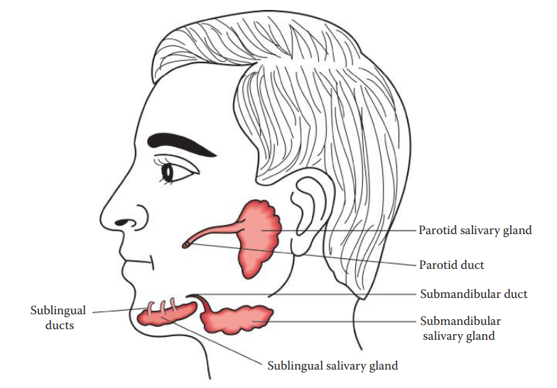 Human salivary glands. (© Richard C. Li.)