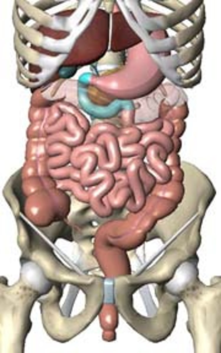 <p>The pyloric sphincter controls the movement of chyme (liquid food) from the stomach into the ?</p>