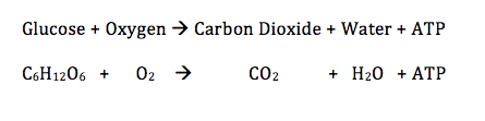 respiration (inputs, outputs, and energy transfers)