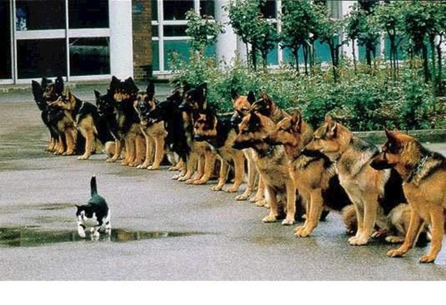 <p>excessive confidence or boldness; audacity</p>