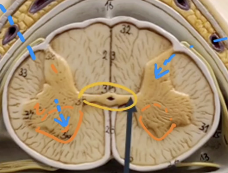 <p>name the yellow region</p>
