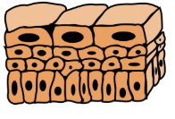 <p>What type of tissue is this?</p>