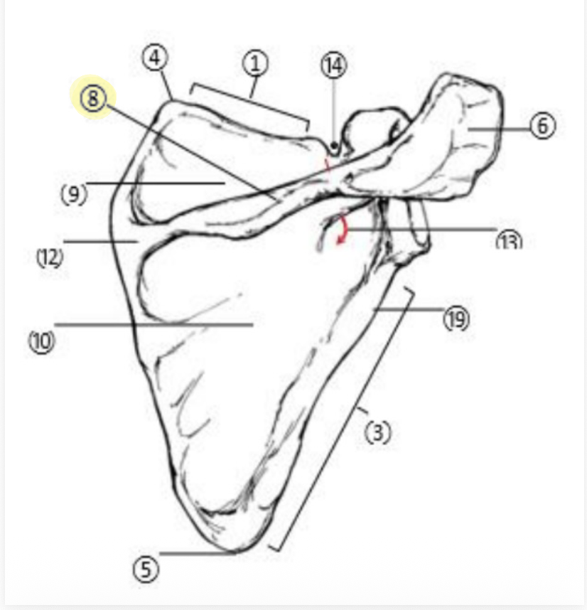<p>What part of the Scapula is highlighted(8)?</p>