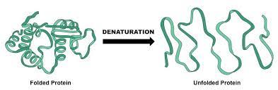 <p>the conditions of the protein changes, unraveling it (changing structure and losing its shape), therefore becoming nonfunctional</p>