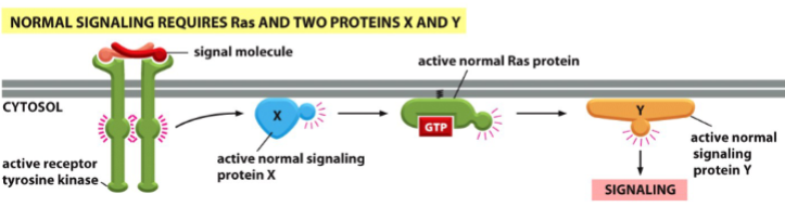 <p>a protein upstream from Ras (e.g. X) regulates Ras</p><p>a protein downstream from Ras (e.g. Y) is regulated by Ras</p><p>if X is mutated and Ras is normal, no signaling will occur</p><p>if X is normal and Ras is mutated (oncogenic active), signaling will occur (Ras rescues the pathway)</p><p>if Y is mutated and Ras is normal, no signaling will occur</p><p>is Y is normal and Ras is mutated (oncogenic active), no signaling will occur (Ras cannot rescue the pathway)</p>