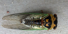 Large, membranous wings
Triangle of 3 ocelli