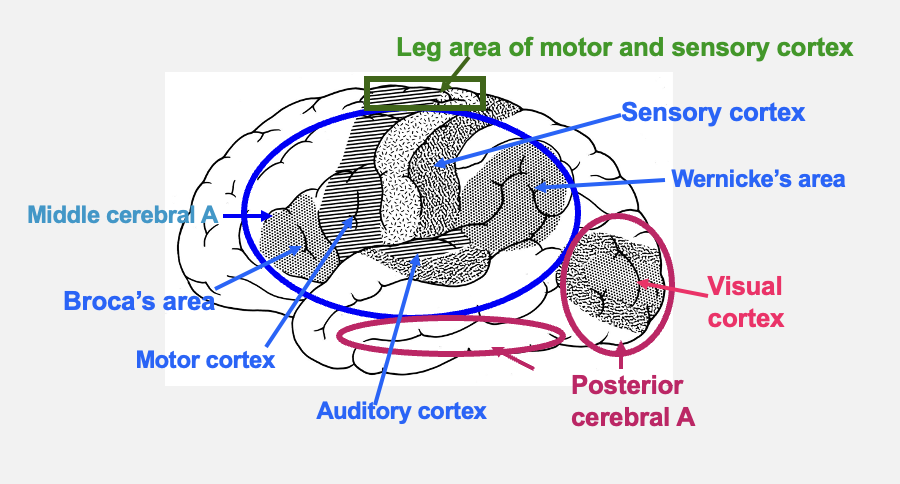 <p>functional areas of the brain supplied by the middle cerebral artery</p>