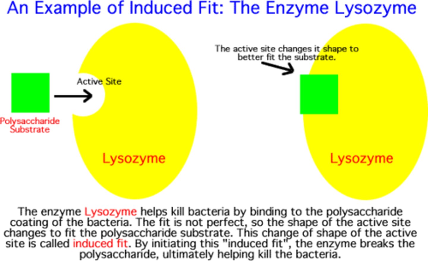 <p>specific but not rigid active site</p>