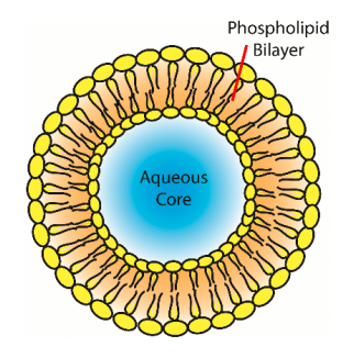 <p>membrane bound. transports small molecules in and out of cell by endo and exocytosis, merging with other membrane-bound organelles.</p>