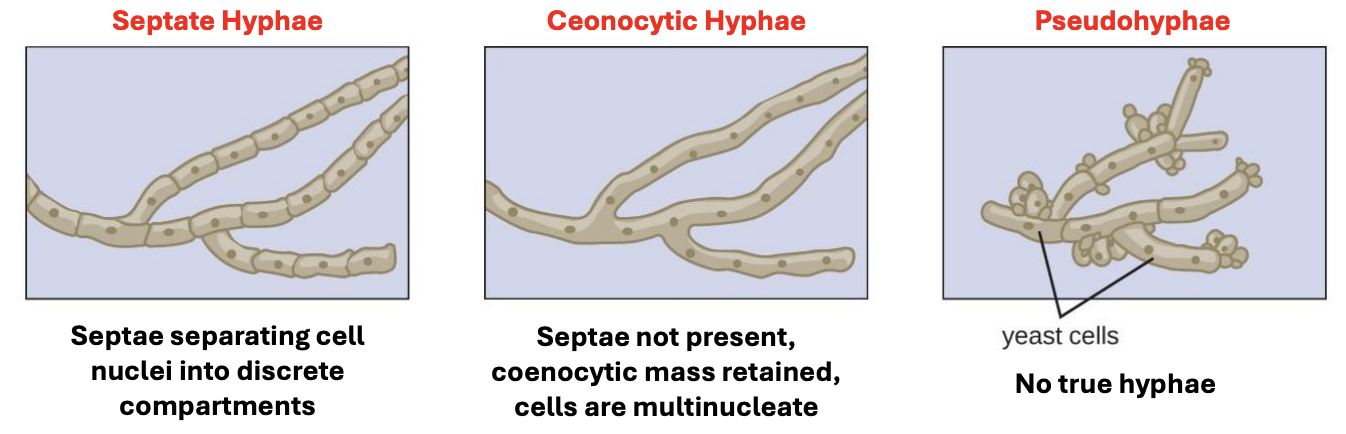 <p>The evolution of fungal hypha is thought to have <strong>begun from a _ form, </strong>choreographed by <strong>key innovations in <em><u>eccda</u></em></strong> elongation, compartmentalization, communication, differentiation, &amp; adhesion </p>