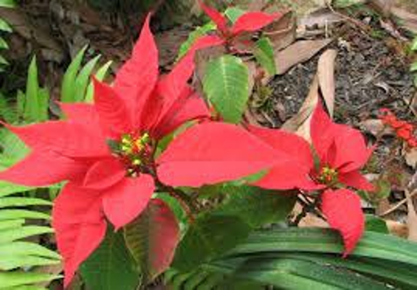 <p>what are red parts called?</p>
