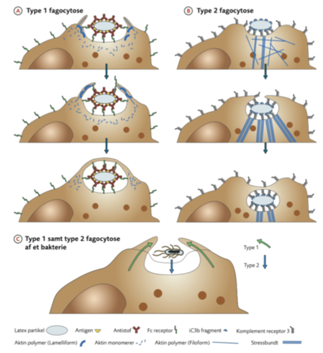 <p>1. Udløses når CR3 og integriner detekterer stoffer der skal nedbrydes eller fjernes</p><p>2. Fagocytten indeholder stressfibre der består af aktin, som kan trække partiklen ind i cellemembranen.</p><p>3. Stress fibrene trækker partiklen ind i cellen hvor den kan nedbrydes</p>