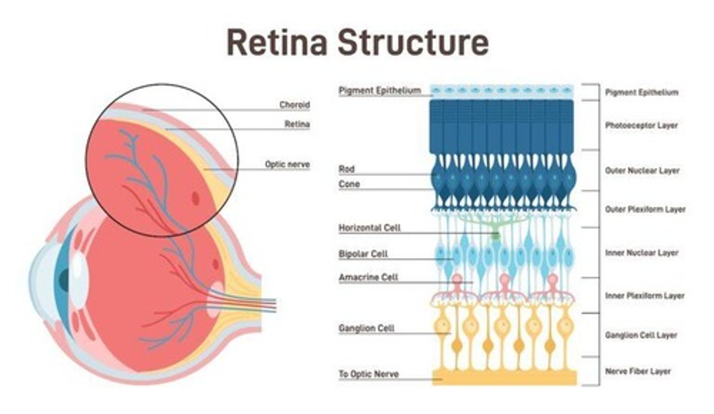 <p>The light-sensitive layer at the back of the eye that converts light into neural signals for vision.</p>
