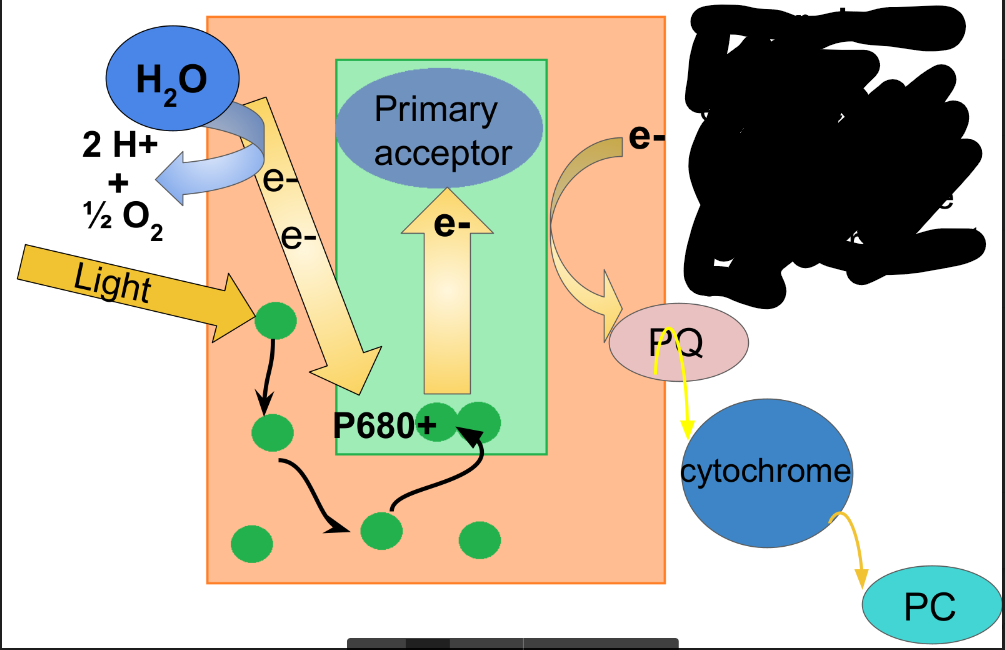 <p>What happens in step 4 of photosystem II?</p>