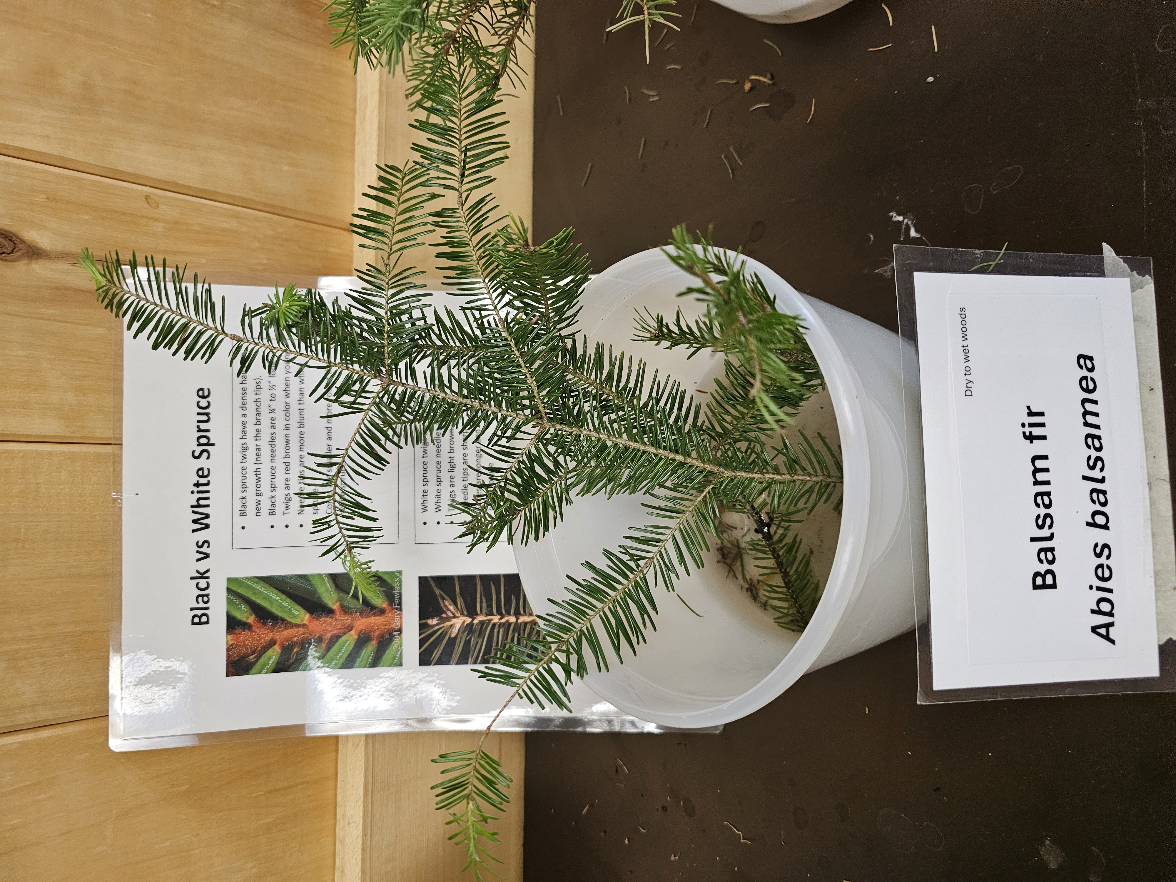 <p><em>Abies balsamea</em></p>