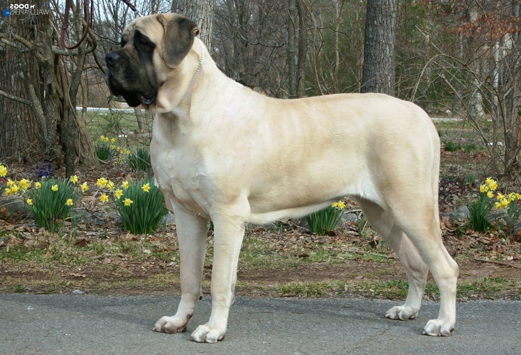 <p>mastiff</p>