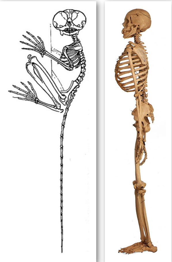 <p><span><strong>&nbsp;</strong>about the same length as femur or tibia; leaper</span></p><p><span>not as long as the&nbsp;femur or the tibia; biped; double-check your decision -- if it does NOT have a divergent hallux, it&nbsp;has the extra-short foot of a HUMAN biped!</span></p>