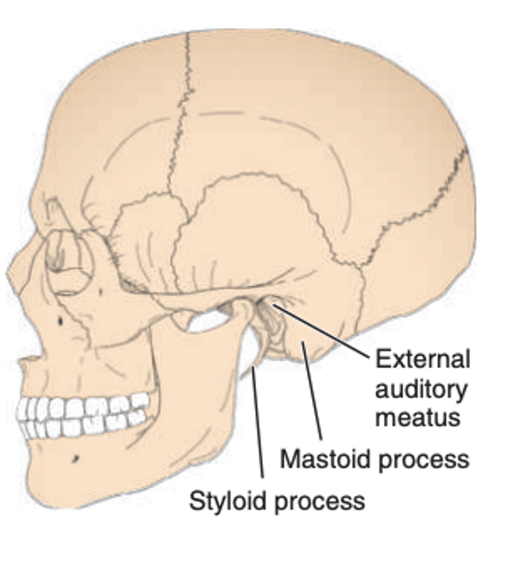 <p>a long, slender, pencil-like process ANTEROMEDIAL to the external auditory meatus that extends INFERIORLY</p>