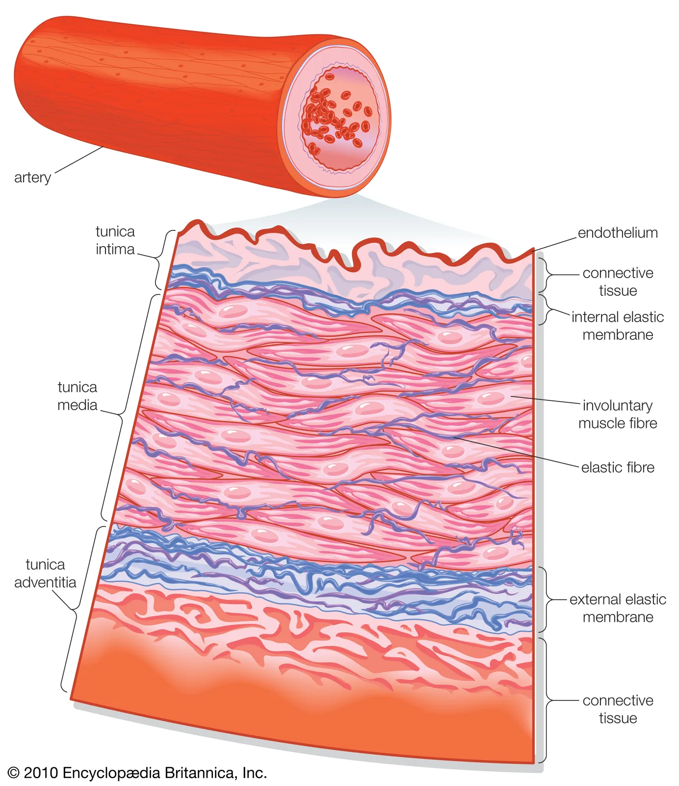 <p>The <strong>tunica intima</strong> is the innermost layer of the artery. It is found throughout the cardiovascular system. It is made of a simple squamous epithelium surrounded by a connective tissue basement membrane with elastic fibers. It provides structural support to larger vessels. </p><p>The <strong>tunica media</strong> is the middle layer. It is typically the thickest, and is primarily smooth muscle. It provides support for the artery and changes artery diameter to regulate blood flow and blood pressure. </p><p>The <strong>tunica adventitia (externa)</strong> is the outermost layer. It is made of connective tissue with elastic and collagen fibers. It attaches the artery to the surrounding tissue. </p>