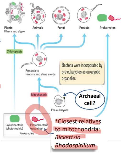 <p>Rickettsia Rhodospirillum</p>