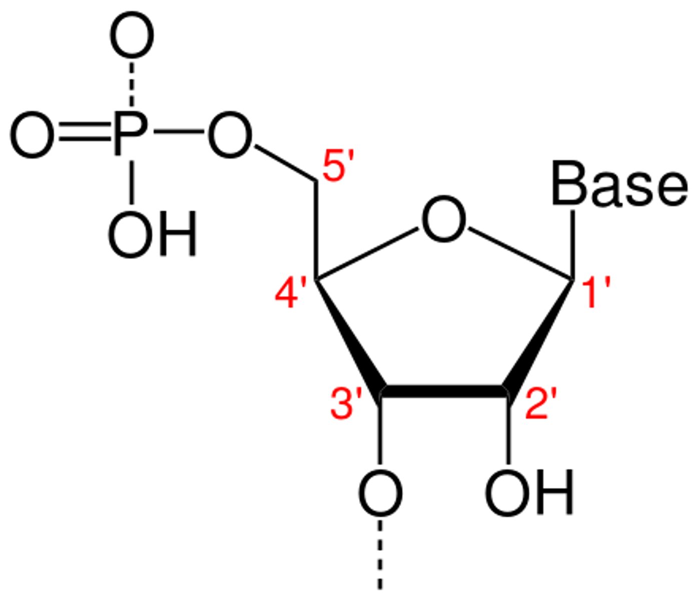 <p>-subunits of nucleic acids</p><p>-has phosphate group (in de-protonated form because pKA low), 5-carbon sugar, and nitrogenous base (acts as a base bc picks up proton in water)</p>