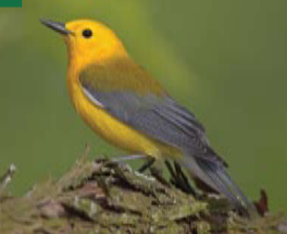<p><span><span>Protonotaria citrea </span></span></p>