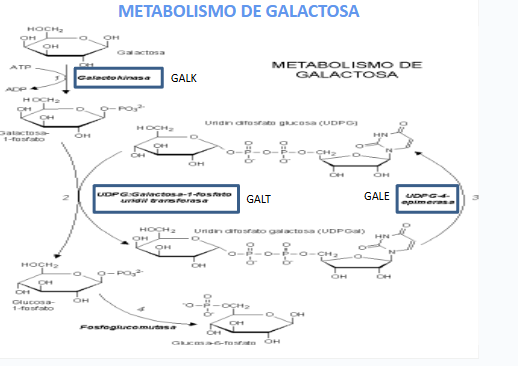 <p>explica esta ruta metabólica</p>