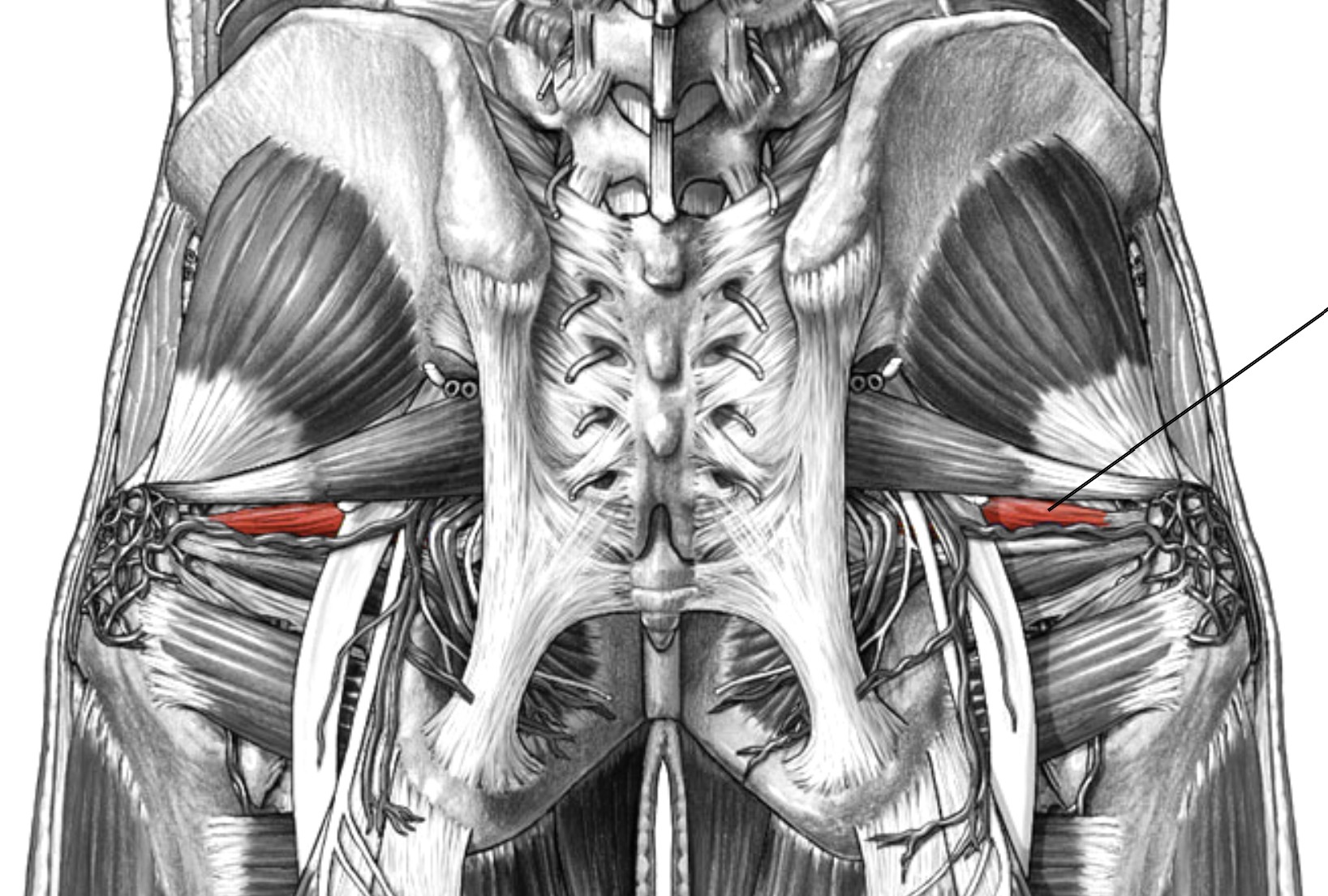 <p>Which muscle of the femur is:</p><ul><li><p>Inferior to piriformis, superior to obturator internus</p></li><li><p>Action: lateral rot hip</p></li><li><p>Nerve: sacral plexus</p></li></ul><p></p>