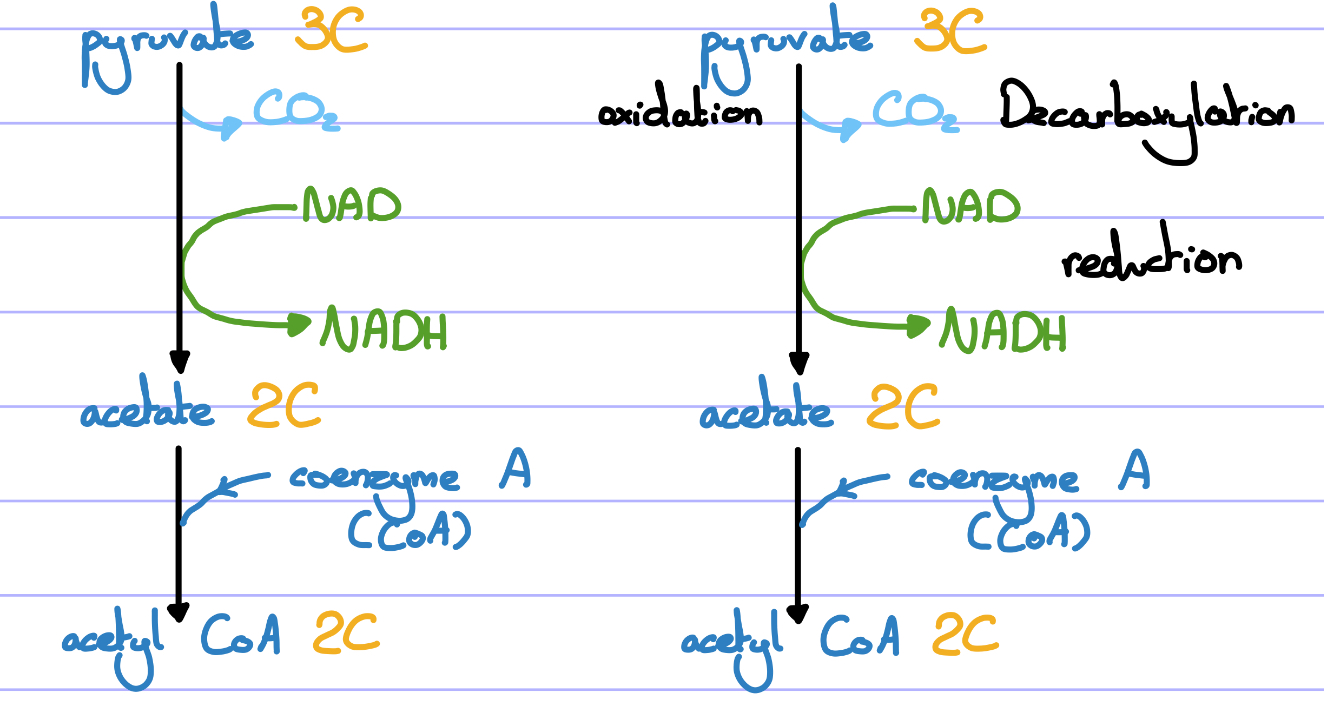 <ul><li><p>The two molecules of pyruvate produced previously are actively transported into the mitochondrial matrix where decarboxylation occurs.</p></li><li><p>The pyruvate will be oxidised using another NAD molecule and then one carbon atom is lost to form CO2. This produces acetate (2C).</p></li><li><p>Coenzyme A is then combined with acetate to form acetyl coenzyme A.</p></li><li><p>This process happens twice because 2 molecules of pyruvate were produced from glycolysis.</p></li></ul><p></p>