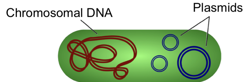 Chromosomal DNA
