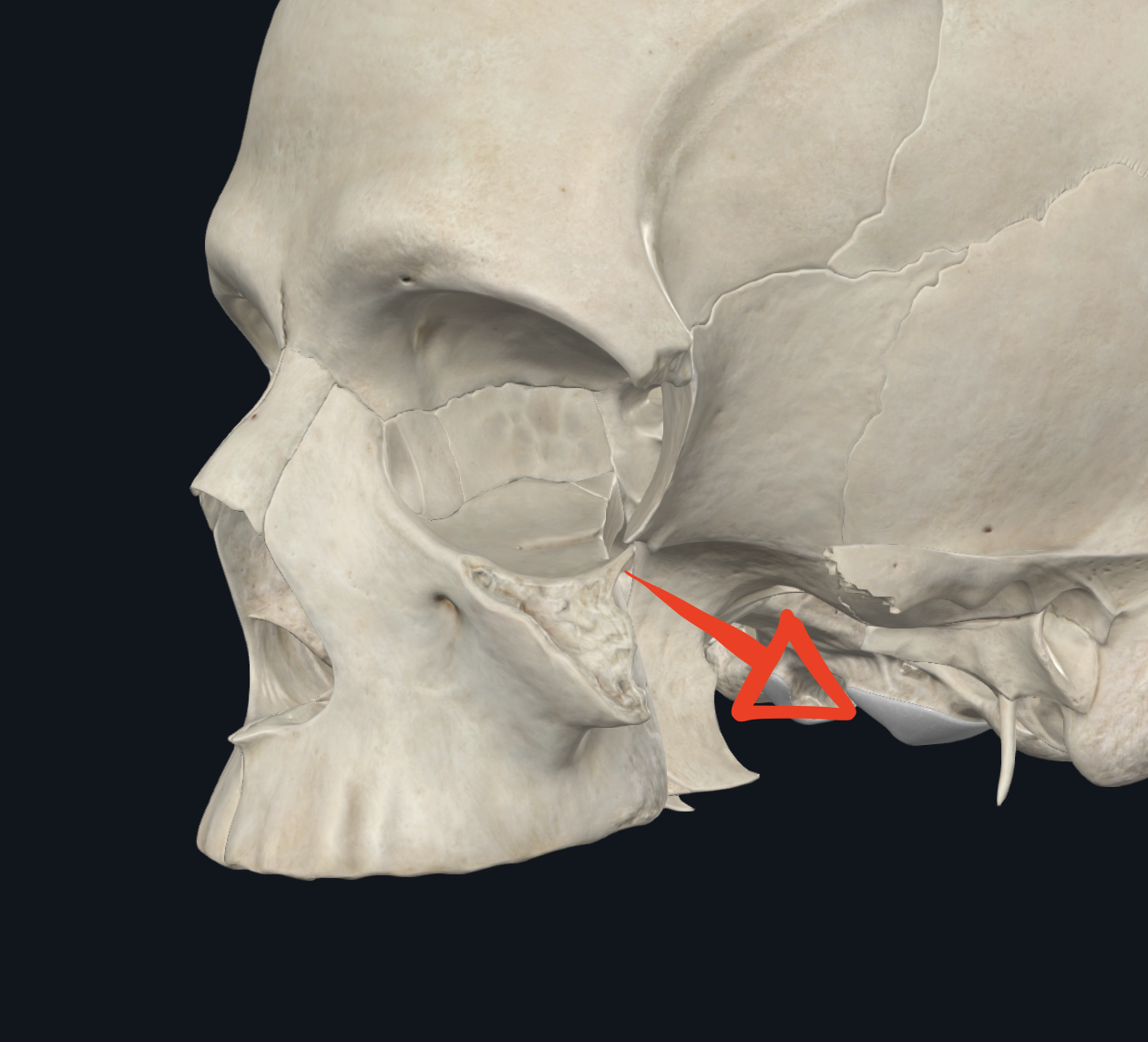 <p>Virtual, se comunica hacia la fosa intratemporal.</p><p>(Es una pared)</p>