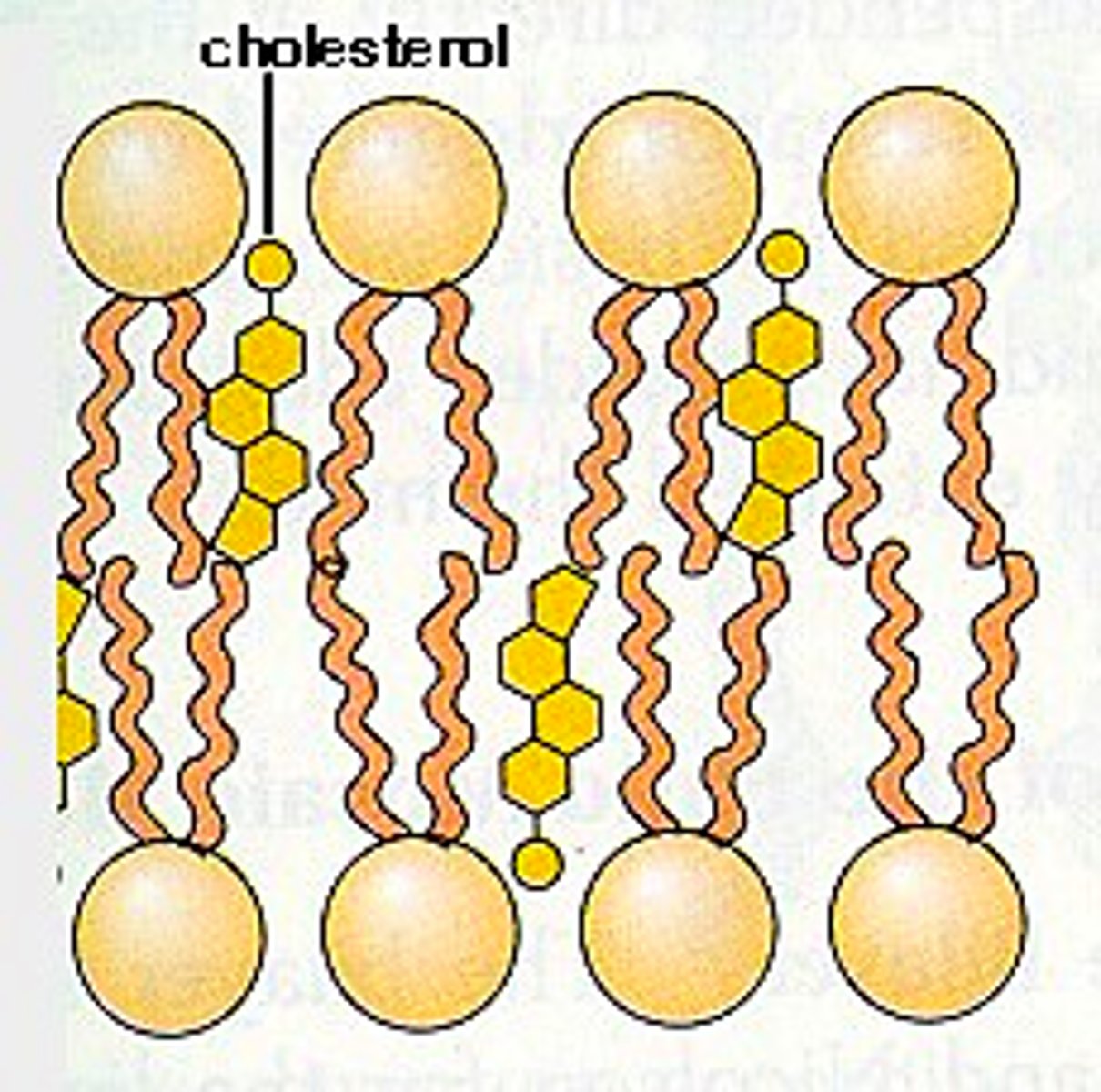 <p>A lipid that forms an essential component of animal cell membranes and acts as a precursor molecule for the synthesis of other biologically important steroids.</p>
