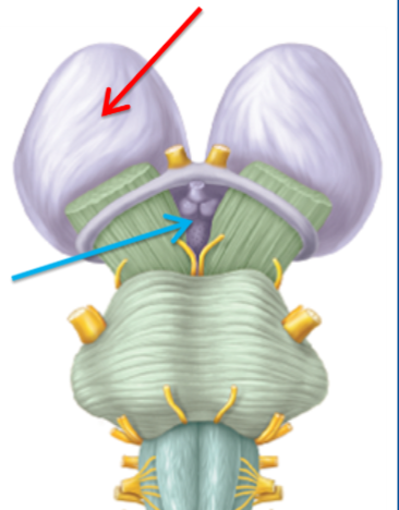 <p>What structure is highlighted blue? </p>