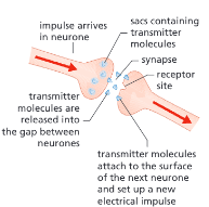 <ul><li><p>neurotransmitter</p></li><li><p>neurotransmitter diffuses</p></li><li><p>neurotransmitter</p></li><li><p>impulse</p></li></ul><p></p>