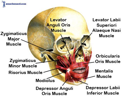 <p>Modiulus</p>