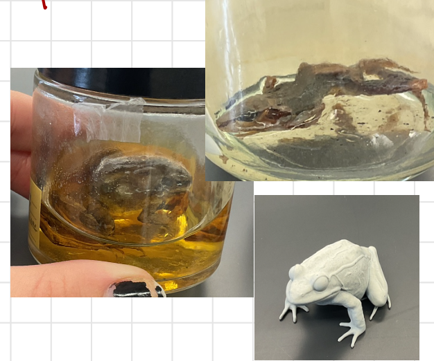 <p>Lithobates sylvaticus</p><p>Wood frog</p><p>Not assessed</p><p>Family Ranidae</p><p>Has a dark mask on face</p><p>White line on upper lip</p><p>Found in grass and lawns</p><p>They do not freeze and tolerates the cold</p><p>Dorsolateral ridge present</p><p>Dark brown, light brown, and bronze and orange in colour</p>