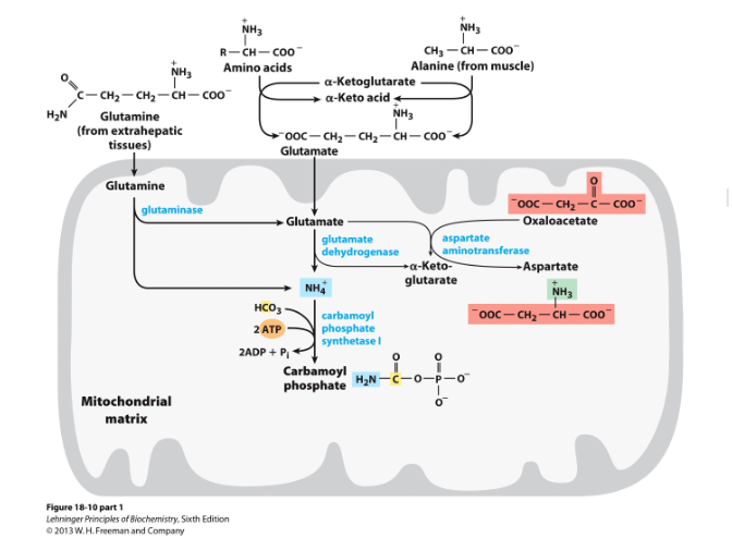 <p>4 steps of urea cycle:</p>