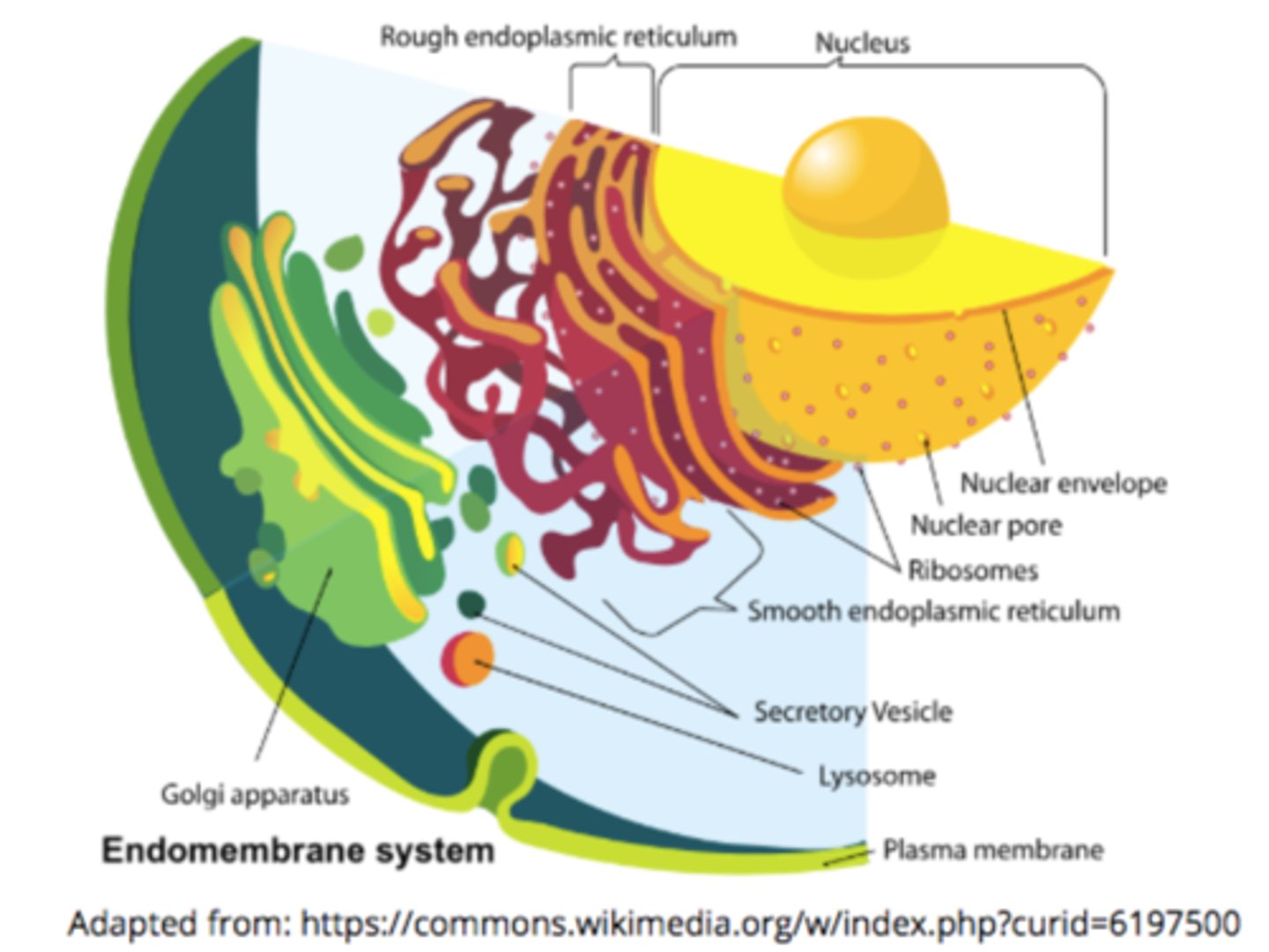 <p>nucleus/nuclear envelope, rough and smooth ERs, Golgi apparatus, lysosomes, vacuoles, and cell membrane</p>