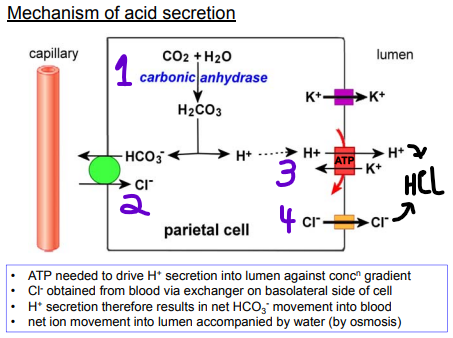 <p><strong><mark data-color="purple" style="background-color: purple; color: inherit">Hydrochloric acid</mark></strong><mark data-color="purple" style="background-color: purple; color: inherit"> secretion is critical for </mark><strong><mark data-color="purple" style="background-color: purple; color: inherit">creating an acidic environment in the stomach lumen to break down food and activate digestive enzymes like pepsin.</mark></strong><mark data-color="purple" style="background-color: purple; color: inherit"> </mark></p><p><strong><mark data-color="blue" style="background-color: blue; color: inherit">H⁺ secretion results in a net movement of HCO₃⁻ into the blood, maintaining cellular balance while the stomach lumen becomes highly acidic.</mark></strong></p><p></p><p><strong><u>Mechanism:</u></strong></p><ol><li><p><strong><mark data-color="purple" style="background-color: purple; color: inherit">H⁺ Production:</mark></strong></p><ul><li><p><mark data-color="red" style="background-color: red; color: inherit">CO₂ and H₂O react, catalyzed by </mark><strong><mark data-color="red" style="background-color: red; color: inherit">carbonic anhydrase</mark></strong><mark data-color="red" style="background-color: red; color: inherit">, to form </mark><strong><mark data-color="red" style="background-color: red; color: inherit">H₂CO₃</mark></strong> (carbonic acid).</p></li><li><p><mark data-color="red" style="background-color: red; color: inherit">H₂CO₃ dissociates → </mark><strong><mark data-color="red" style="background-color: red; color: inherit">HCO₃⁻</mark></strong><mark data-color="red" style="background-color: red; color: inherit"> (bicarbonate) + </mark><strong><mark data-color="red" style="background-color: red; color: inherit">H⁺</mark></strong>, with H⁺ used for acid secretion.</p></li></ul></li><li><p><strong><mark data-color="purple" style="background-color: purple; color: inherit">Cl⁻ Uptake:</mark></strong></p><ul><li><p>Cl⁻ is obtained from the blood via a <strong><mark data-color="red" style="background-color: red; color: inherit">HCO₃⁻/Cl⁻ exchanger</mark></strong> on the <strong><mark data-color="red" style="background-color: red; color: inherit">basolateral membrane</mark></strong>, moving <mark data-color="red" style="background-color: red; color: inherit">Cl⁻ into the cell while HCO₃⁻ exits</mark> into the blood.</p></li></ul></li><li><p><strong><mark data-color="purple" style="background-color: purple; color: inherit">Proton Pump (H+/K+-ATPase):</mark></strong></p><ul><li><p>Requires <mark data-color="red" style="background-color: red; color: inherit">ATP to pump H⁺ ions into the lumen against their concentration gradient.</mark></p></li></ul></li><li><p><strong><mark data-color="purple" style="background-color: purple; color: inherit">Acid Formation:</mark></strong></p><ul><li><p><mark data-color="red" style="background-color: red; color: inherit">H⁺ (via the proton pump) and Cl⁻ (via channels) enter the lumen, forming HCl.</mark></p></li><li><p>The liberation of H⁺, proton pump activity, and Cl⁻ movement create the acidic environment.</p></li></ul></li></ol><p></p><ul><li><p><strong>Water Movement:</strong></p><ul><li><p>Net ion movement (H⁺ and Cl⁻) into the lumen <strong><mark data-color="blue" style="background-color: blue; color: inherit">drives water movement via osmosis</mark></strong>, contributing to the fluid in the stomach.</p></li></ul></li></ul><p>—</p><p><strong>Clinical Relevance:</strong></p><ul><li><p><strong><mark data-color="yellow" style="background-color: yellow; color: inherit">Proton Pump Inhibitors (PPIs):</mark></strong><mark data-color="yellow" style="background-color: yellow; color: inherit"> Block the H+/K+-ATPase pump to inhibit acid secretion, used to treat reflux and related conditions by reducing stomach acidity.</mark></p></li></ul><p></p><p></p>