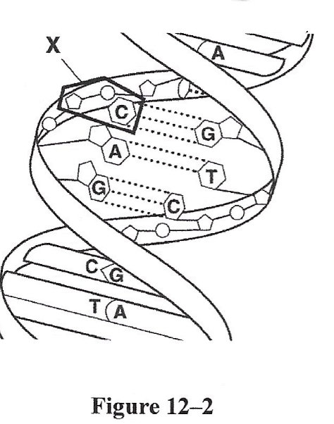 <p>Figure 12-2 shows the structure of </p>