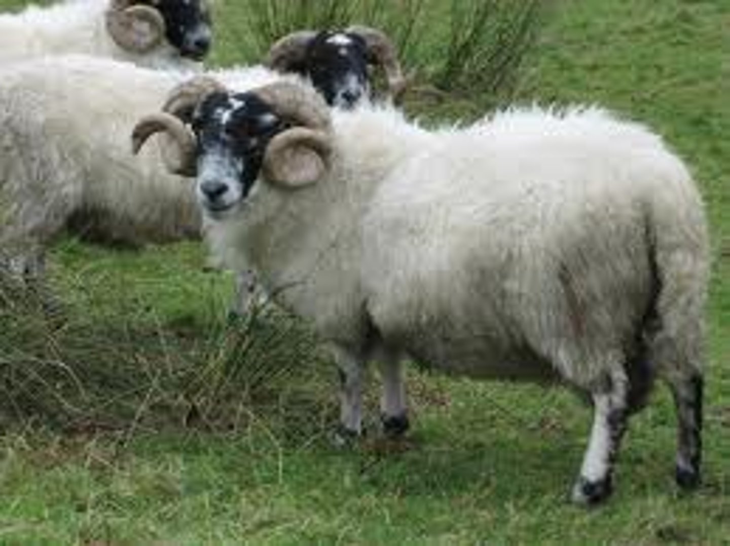 <p>What type of sheep is this? (breed and type)</p>