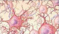 <p><strong>Nervous tissue</strong> consists of:</p>